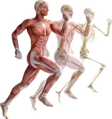 Course Image Anatomia /Pielęgniarstwo [Latosik: 2024/2025L]B